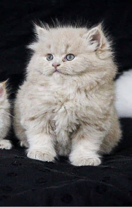 Supreme Persian kitten Looking for loving family 5