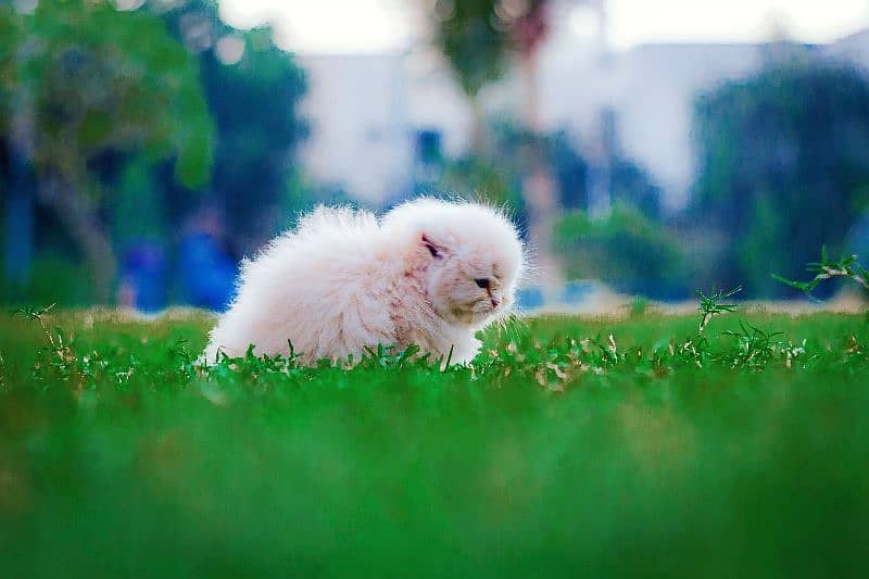 Supreme Persian kitten Looking for loving family 8