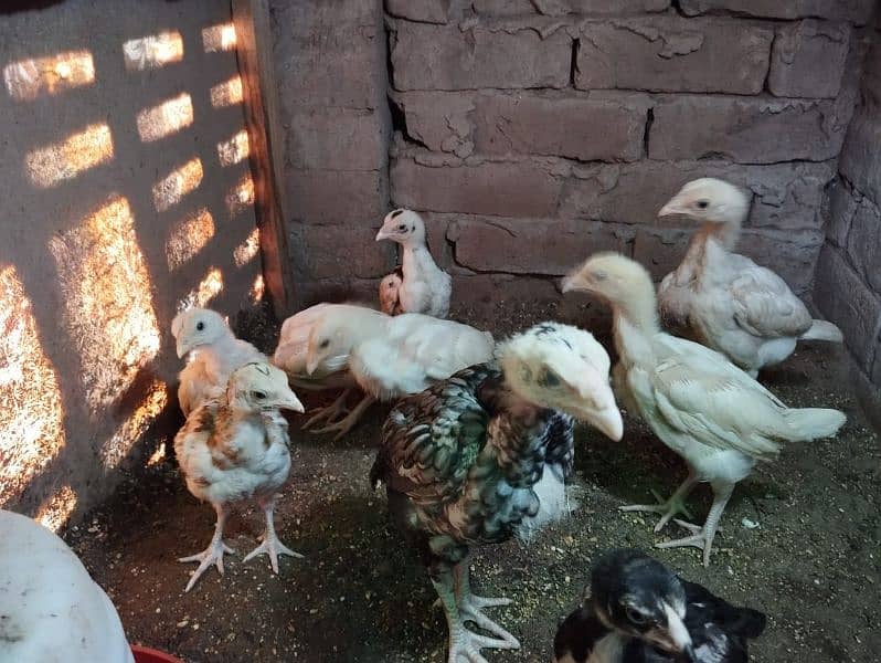 top class paper white heera chicks 1