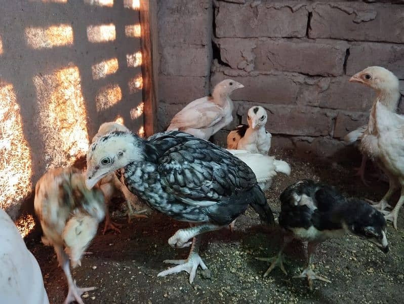 top class paper white heera chicks 2