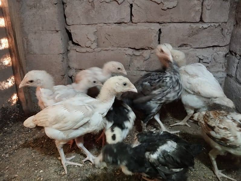 top class paper white heera chicks 7