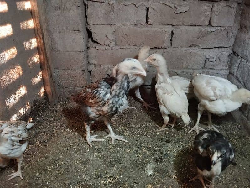 top class paper white heera chicks 8