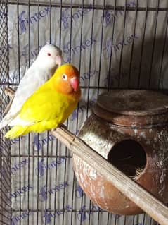 Albino red eyes male parsanata red eyes female breeder pair