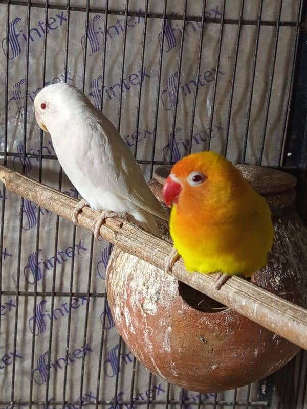 Albino red eyes male parsanata red eyes female breeder pair 1