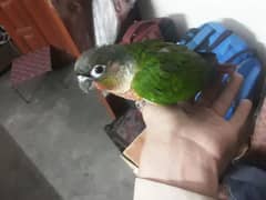 pineapple Connor hand tame bird for sale