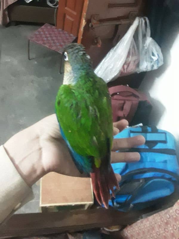 pineapple Connor hand tame bird for sale 1