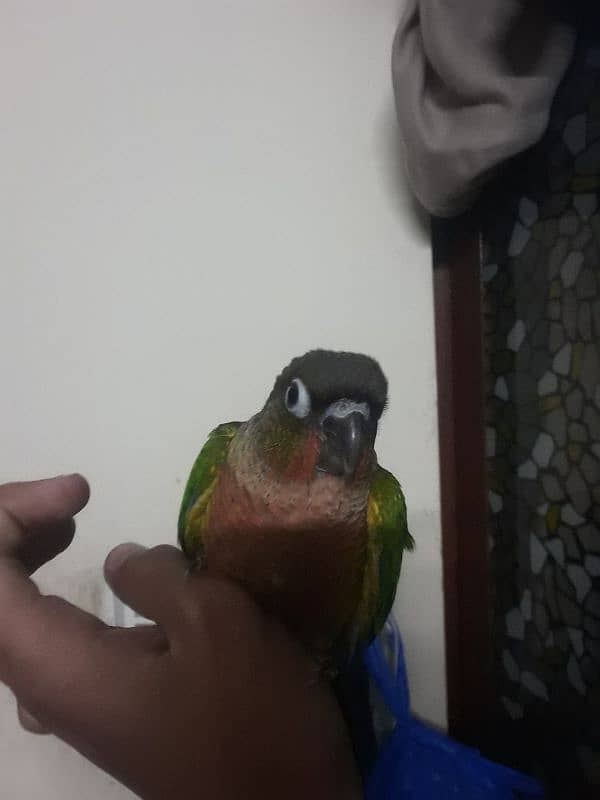 pineapple Connor hand tame bird for sale 2