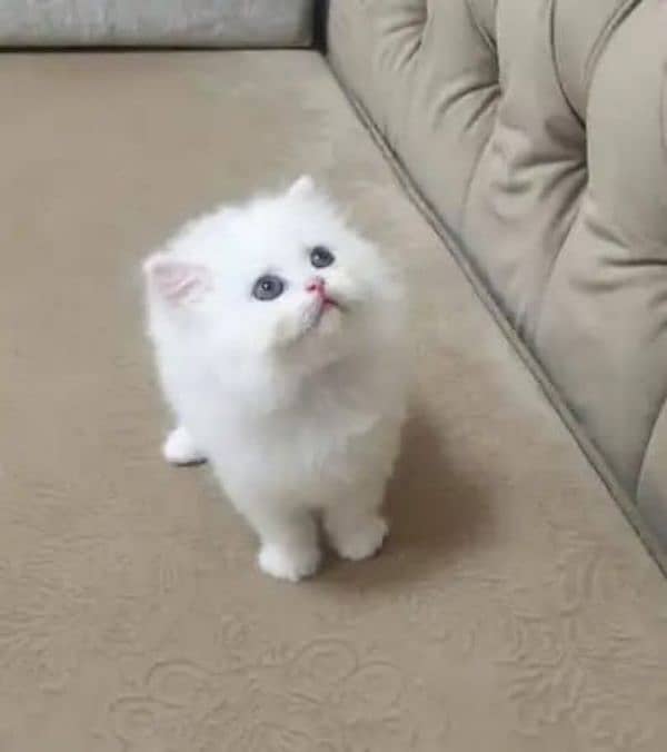 Persian kitten for urgent sale my WhatsApp number 03706577151 0