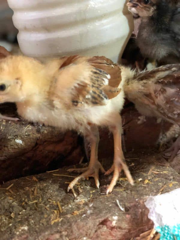 misri hens for sale 0