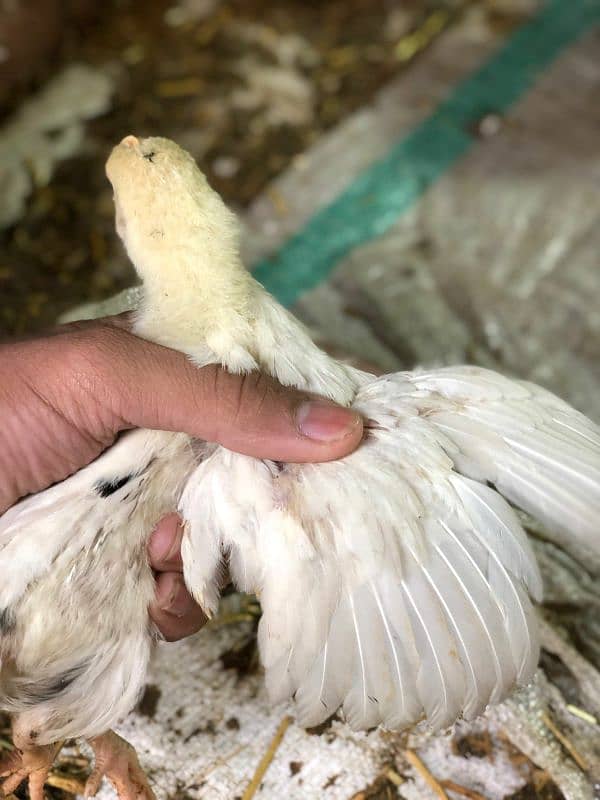 misri hens for sale 7