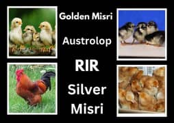 Golden Misri/Austrolop/RIR