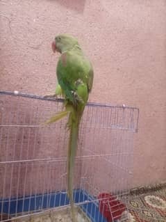 hand tamed home parrot