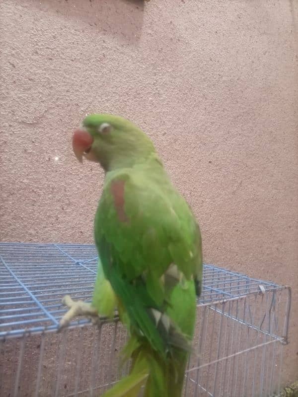 hand tamed home parrot 1