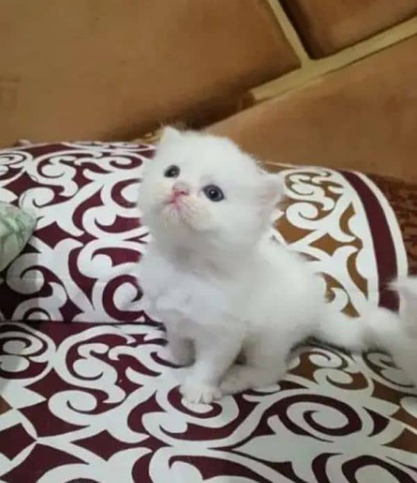 Persian kitten for urgent sale my WhatsApp number 03706577151 0