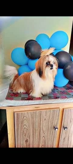 Shih Tzu Male  Poddle Dog