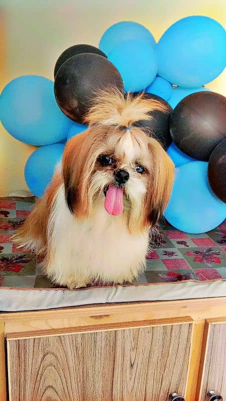 Shih Tzu Male  Poddle Dog 1