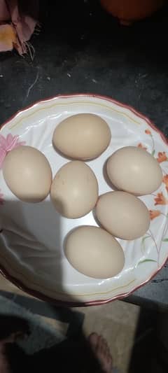 aseel eggs available  03312044947