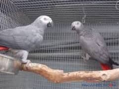 AFRICAN GREY - FRESH PAIR