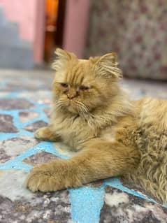 Thriple coat Persian male for sale