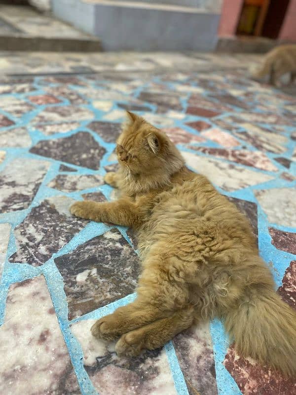 Thriple coat Persian male for sale 1