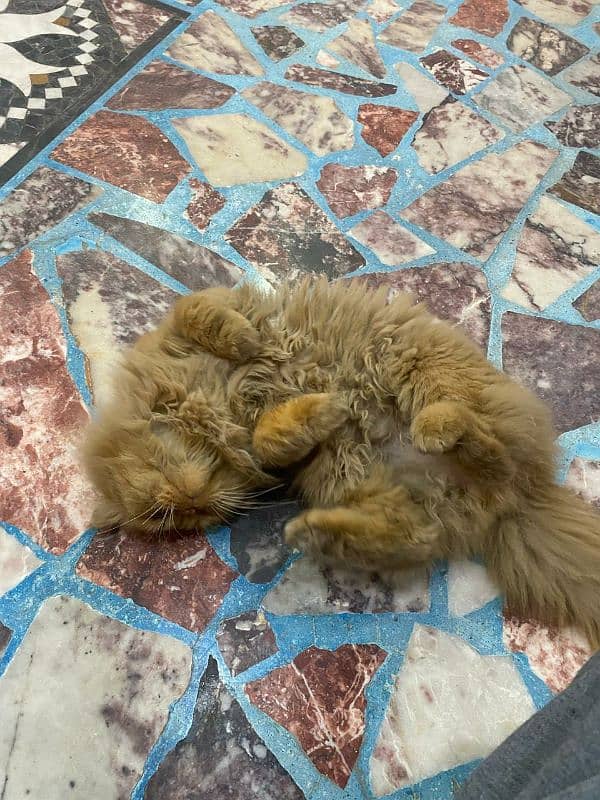 Thriple coat Persian male for sale 2