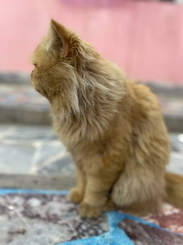 Thriple coat Persian male for sale 3