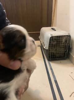 shihtzu / toy breed male puppy available for sale