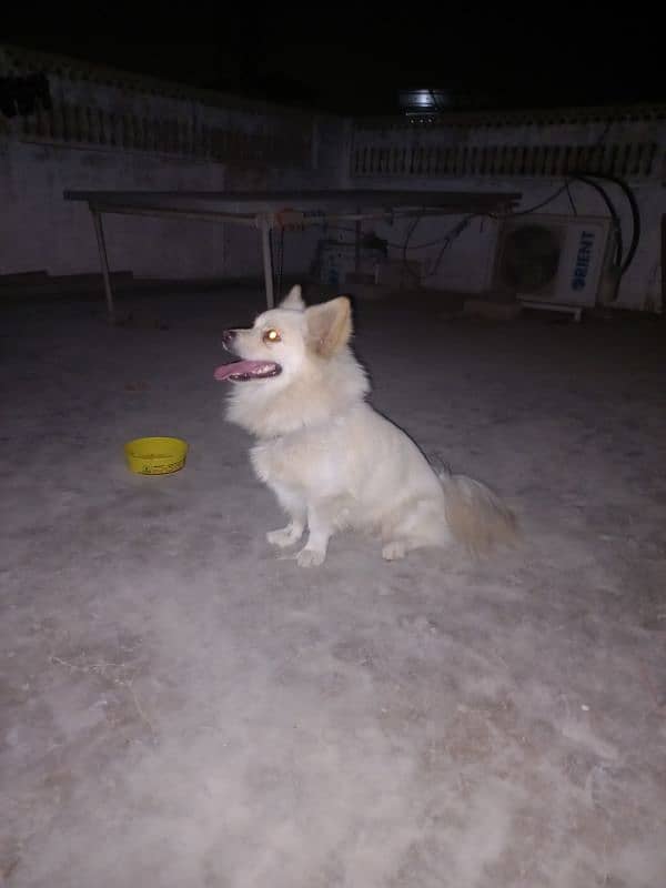 Pomeranian Male 0