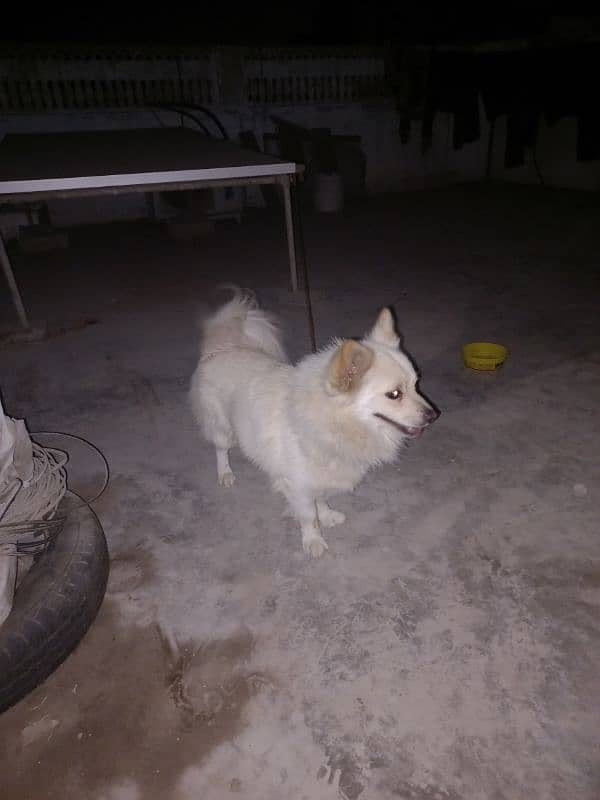 Pomeranian Male 1