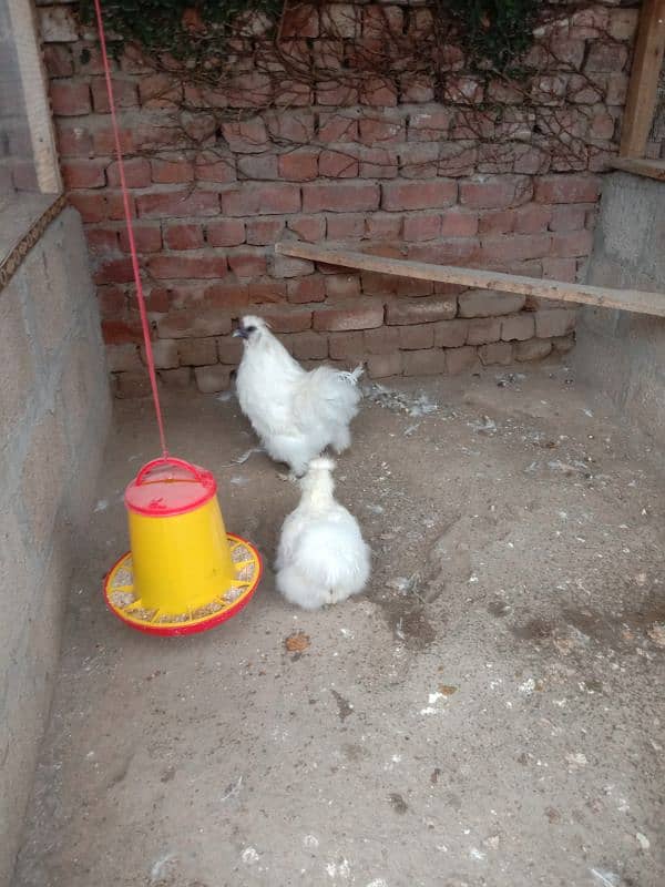 Brahma,Plymouth,Phoenix,Light Susex,Silkie,Buff,eggs&Chicks available 5