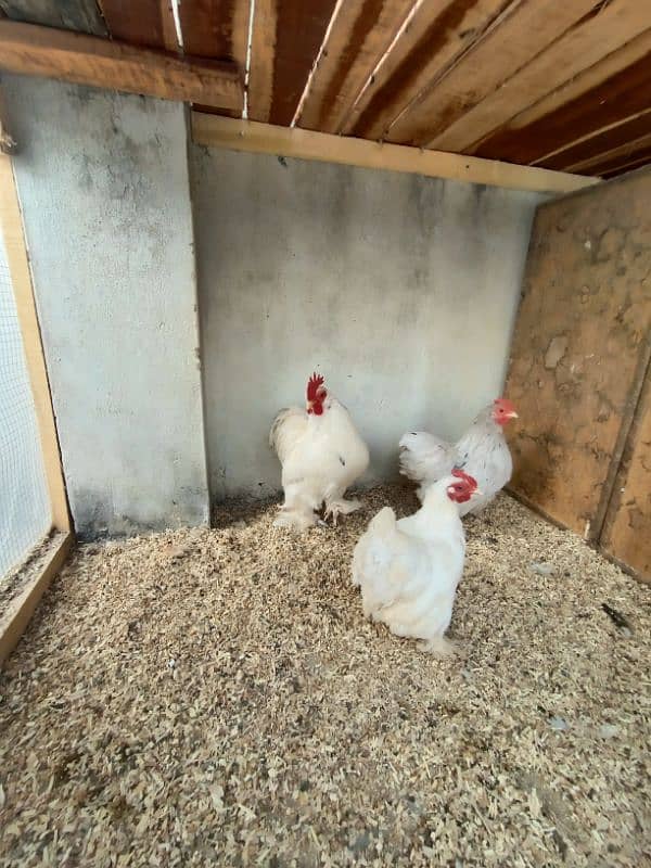 Brahma,Plymouth,Phoenix,Light Susex,Silkie,Buff,eggs&Chicks available 11