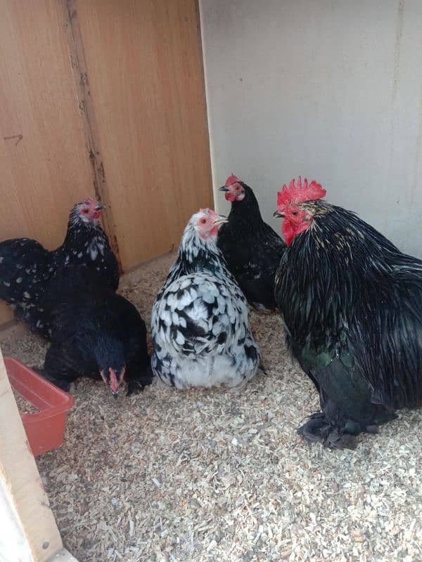 Brahma,Plymouth,Phoenix,Light Susex,Silkie,Buff,eggs&Chicks available 14