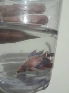 betta pair for saleand hens for sale