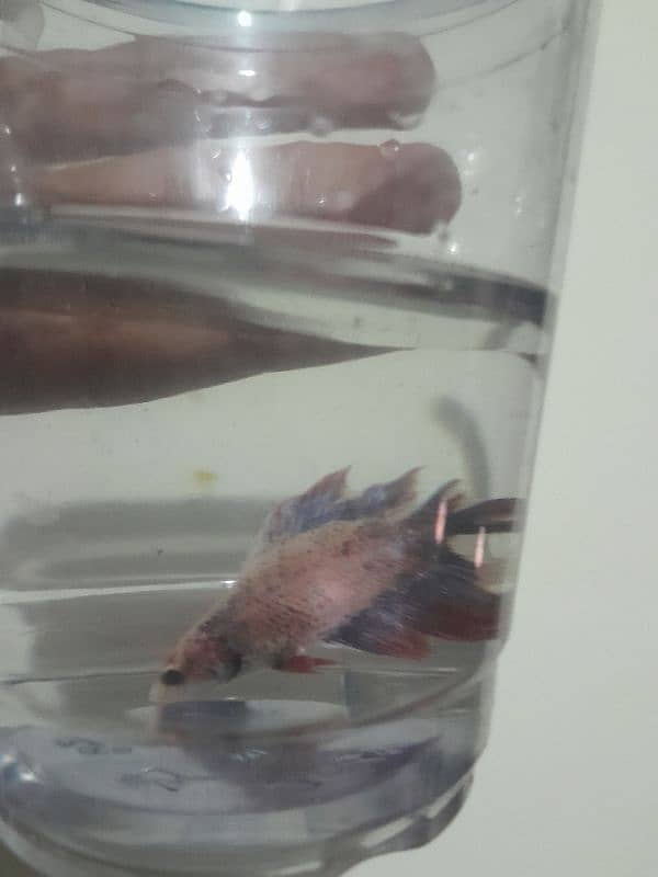 betta pair for sale 0