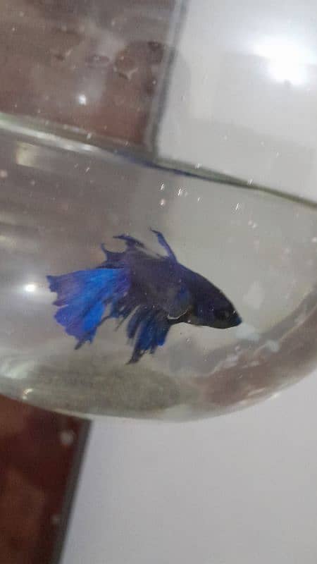 betta pair for sale 1