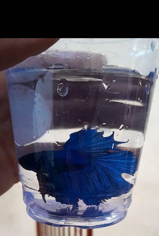 betta pair for sale 2