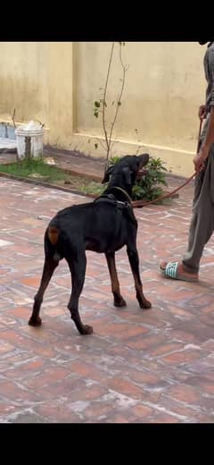 Doberman for sale