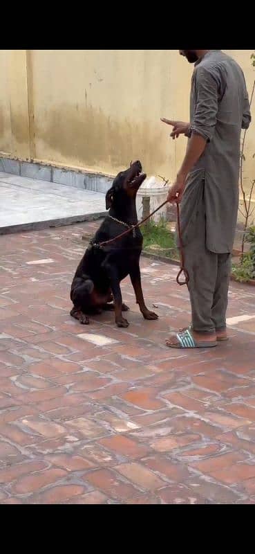 Doberman for sale 1