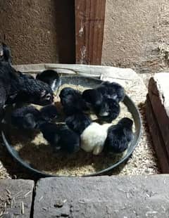 Aseel Chick's for sale