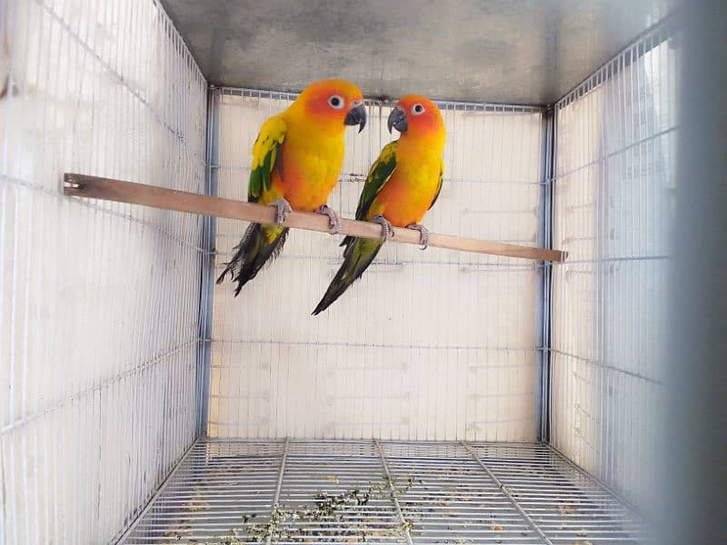 SUN CONURE BONDED PAIR AVAILABLE 0