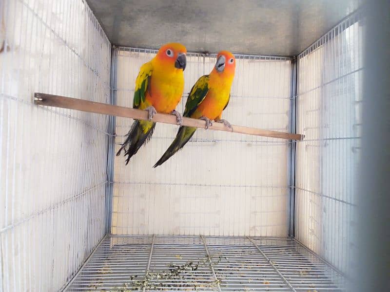 SUN CONURE BONDED PAIR AVAILABLE 1