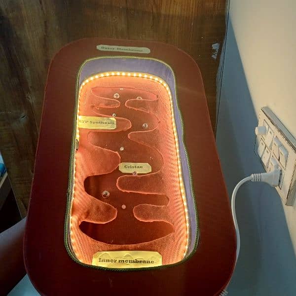 mitochondria and chrona virus 0