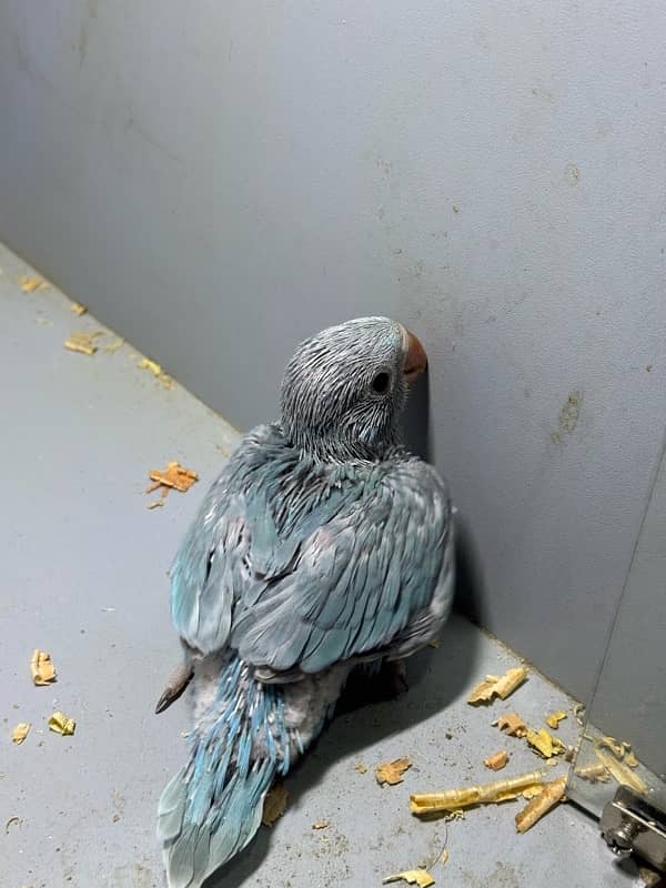 Blue Ringneck Chick 1