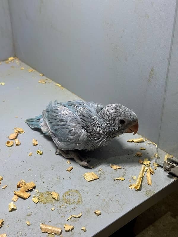 Blue Ringneck Chick 2