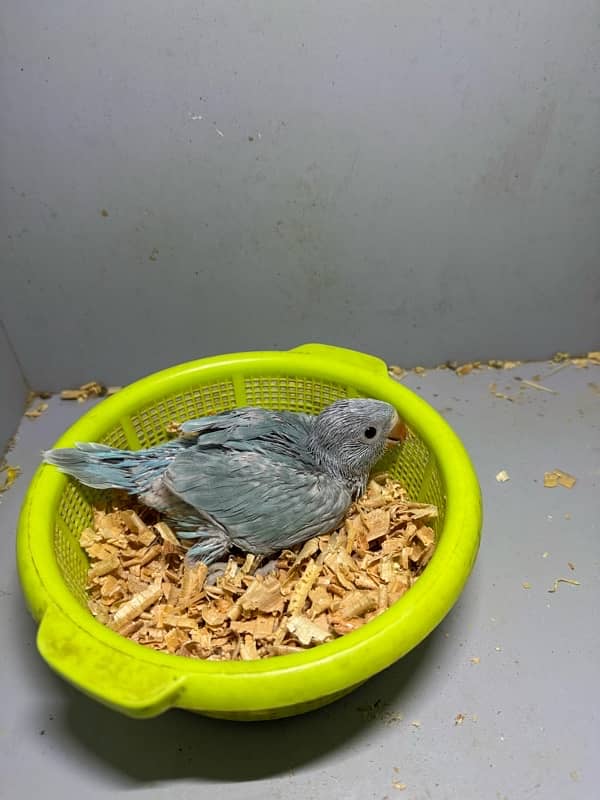 Blue Ringneck Chick 3