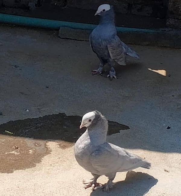 mukhi pigeon, fancy pigeon 2