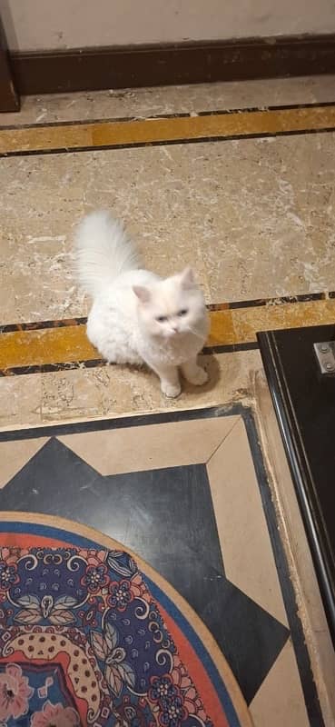 male cat for sale 3