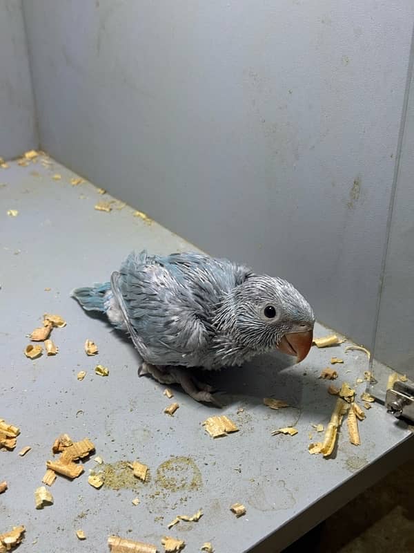 Blue Ringneck Chick 4