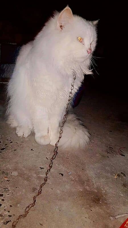 persian cat 1