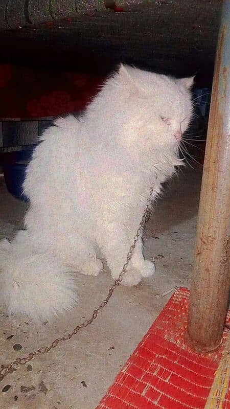 persian cat 3